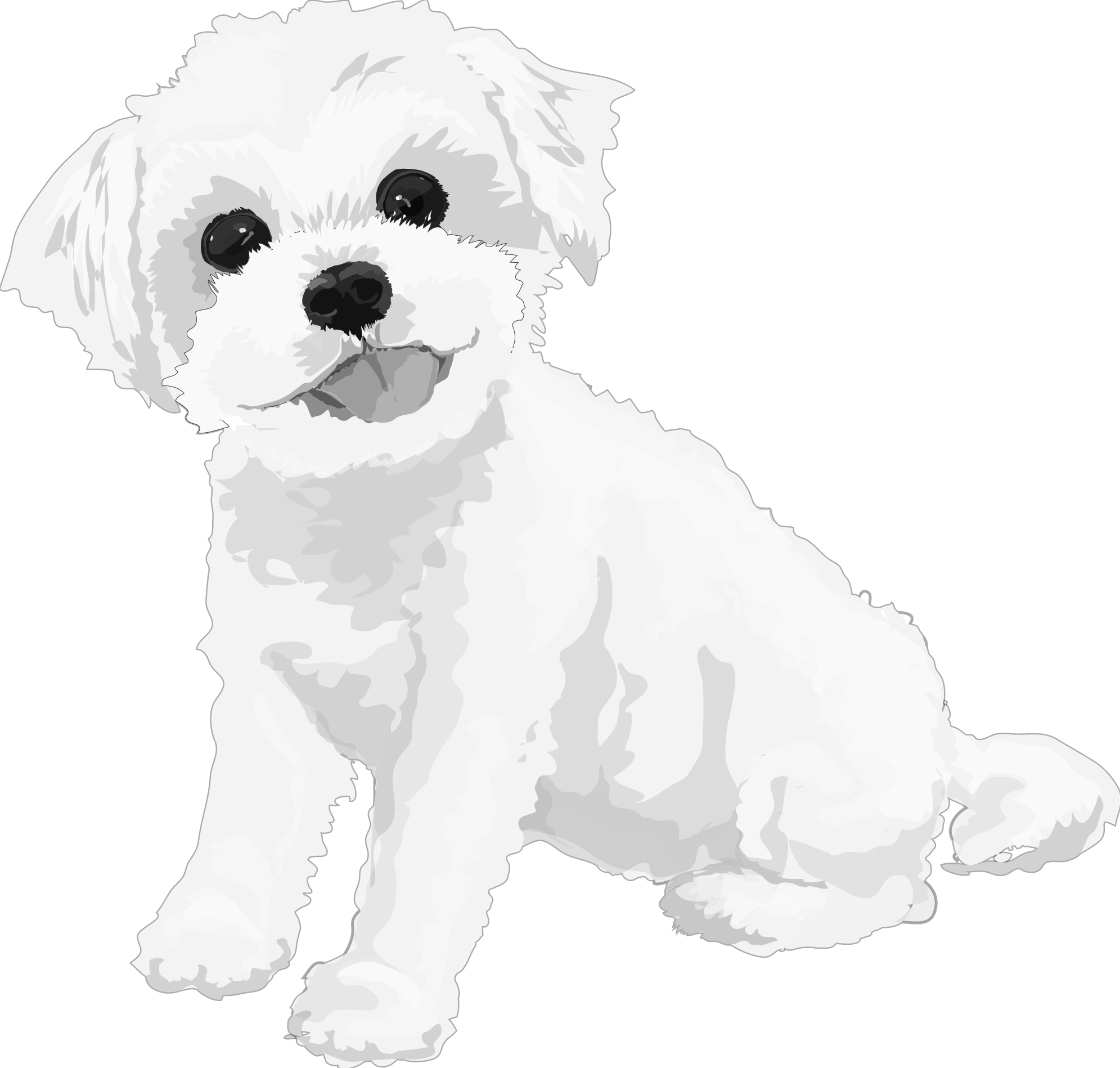 マルチーズの白黒モノクロでかっこいい犬の無料イラスト68043に写真・文字を入れる
