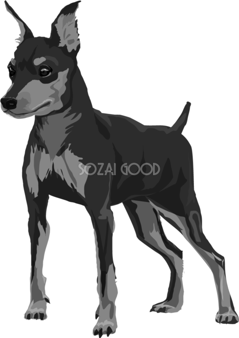 ミニチュア ピンシャーの白黒モノクロでかっこいい犬の無料イラスト 素材good