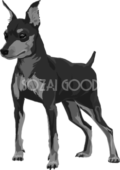 ミニチュア・ピンシャーの白黒モノクロでかっこいい犬の無料イラスト68047