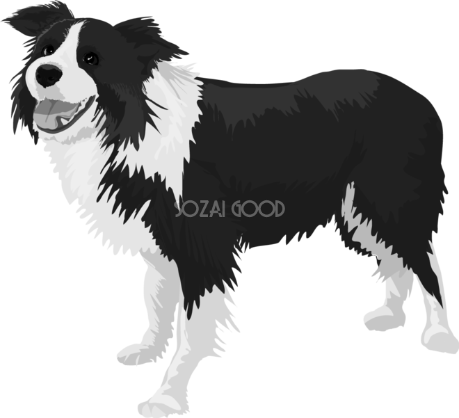 ボーダー コリーの白黒モノクロでかっこいい犬の無料イラスト68063 素材good