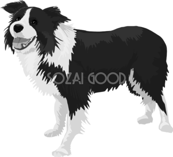 ボーダー・コリーの白黒モノクロでかっこいい犬の無料イラスト68063