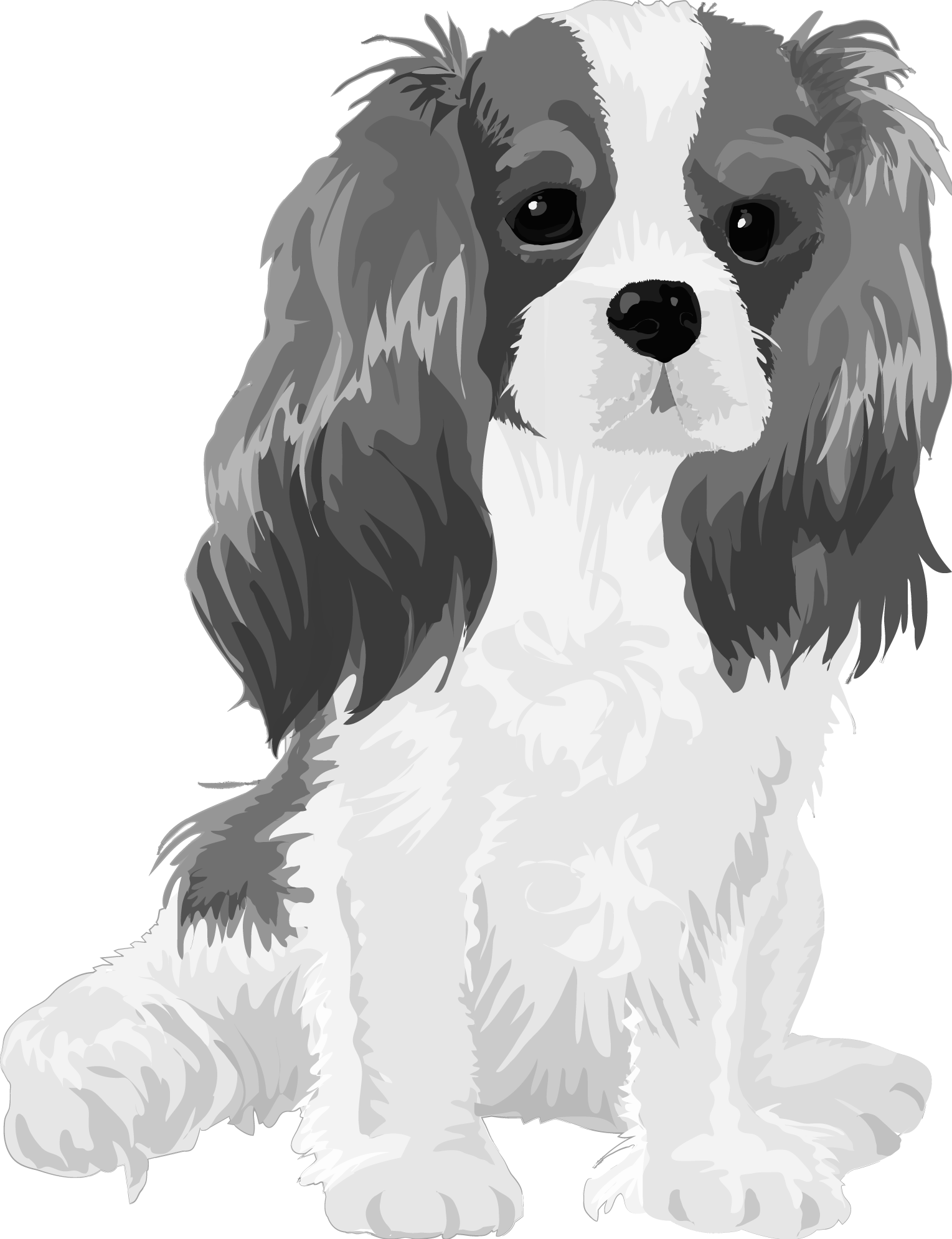 キャバリアの白黒モノクロでかっこいい犬の無料イラスト68067に写真・文字を入れる