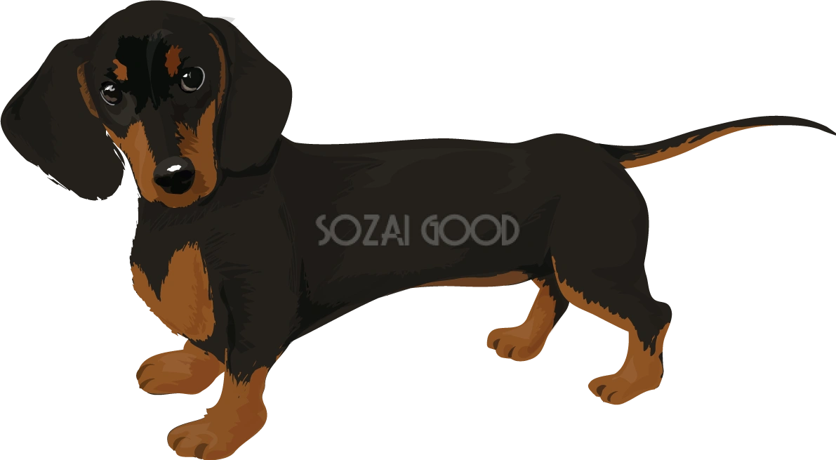 ダックスフンドのリアルな犬の無料イラスト68099