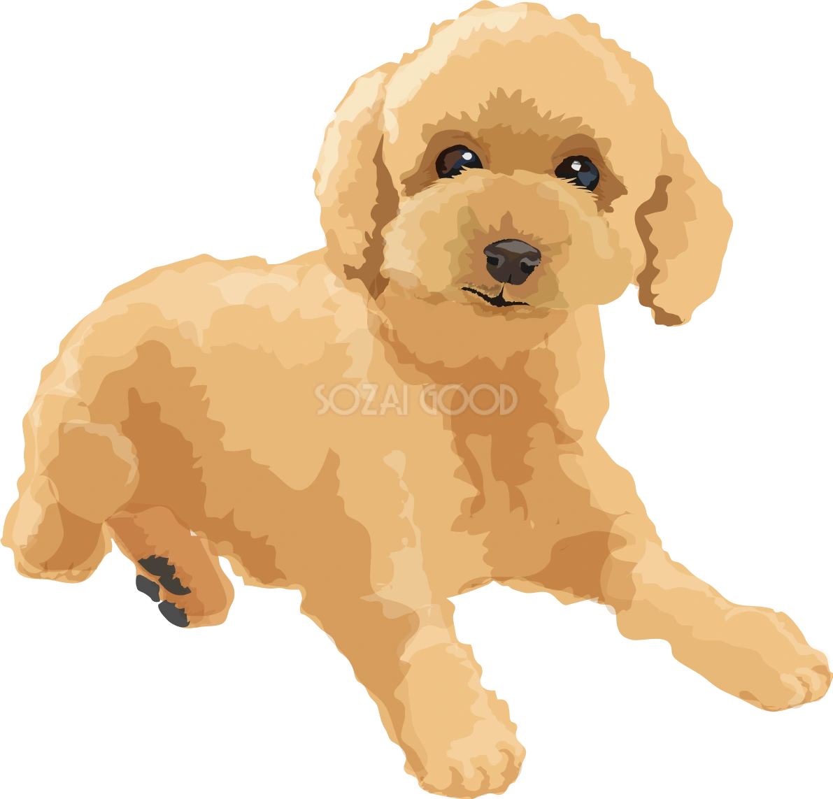 トイプードルのリアルな犬の無料イラスト68107