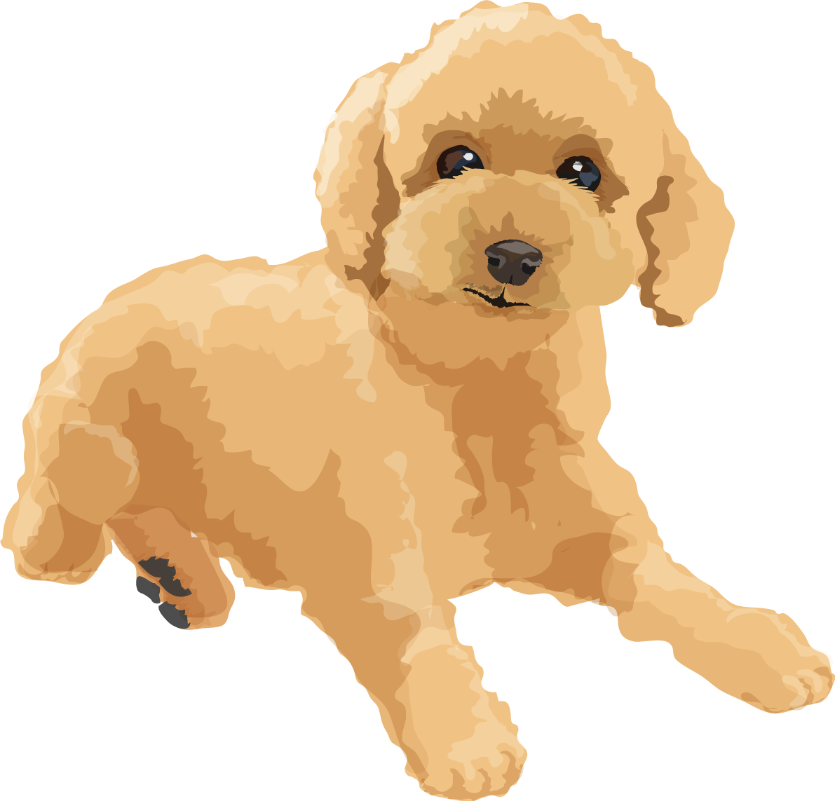 トイプードルのリアルな犬の無料イラスト68107に写真・文字を入れる