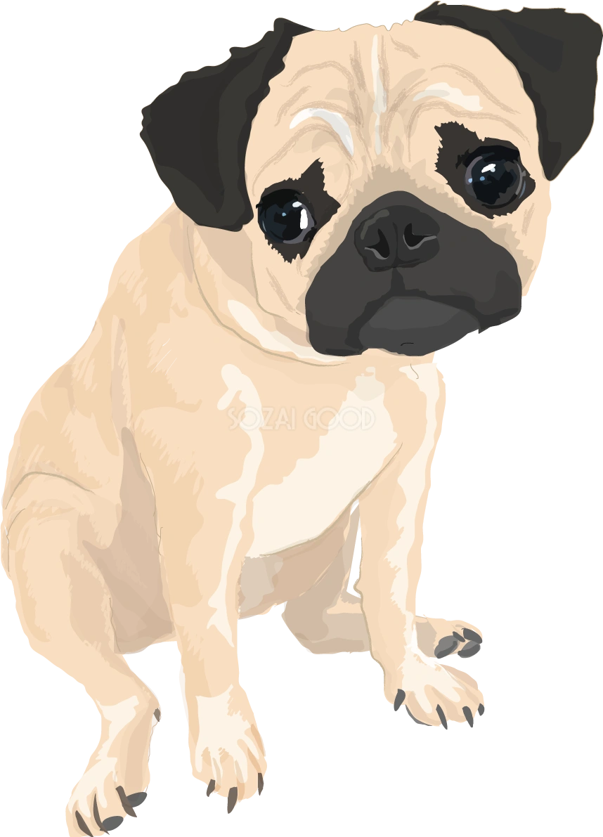 パグのリアルな犬の無料イラスト68111
