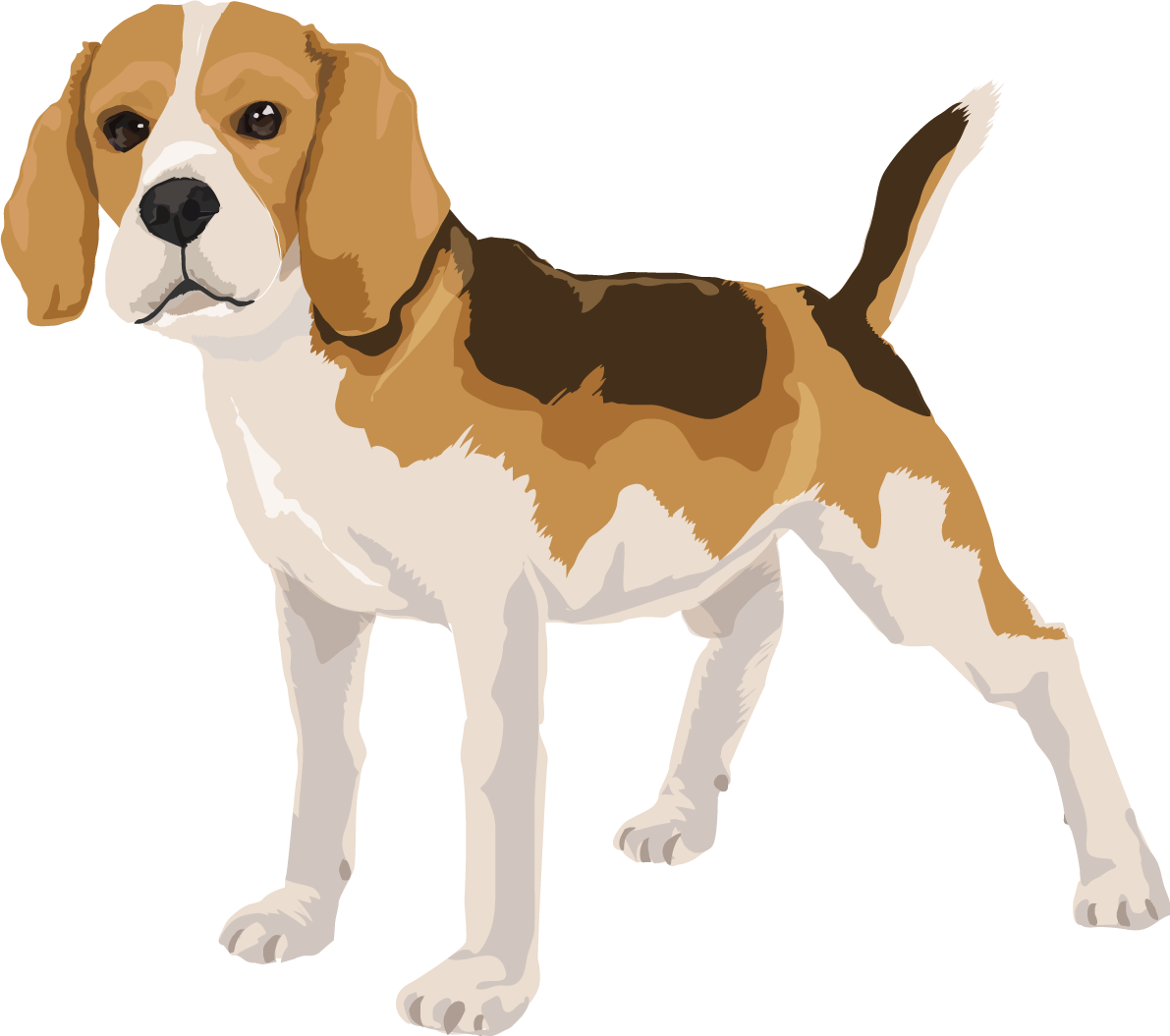 ビーグルのリアルな犬の無料イラスト68119に写真・文字を入れる