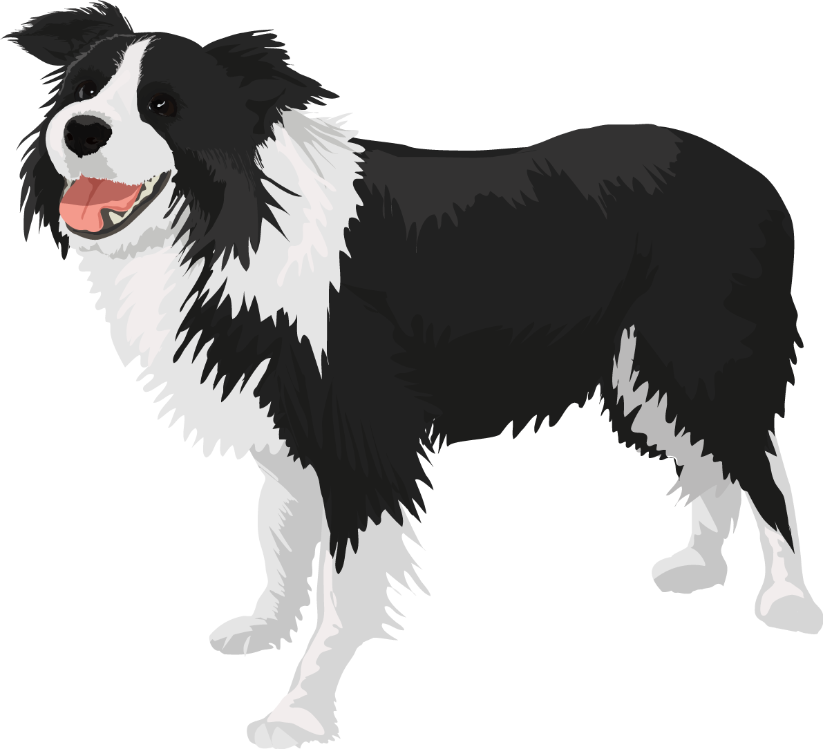ボーダーコリーのリアルな犬の無料イラスト68127に写真・文字を入れる