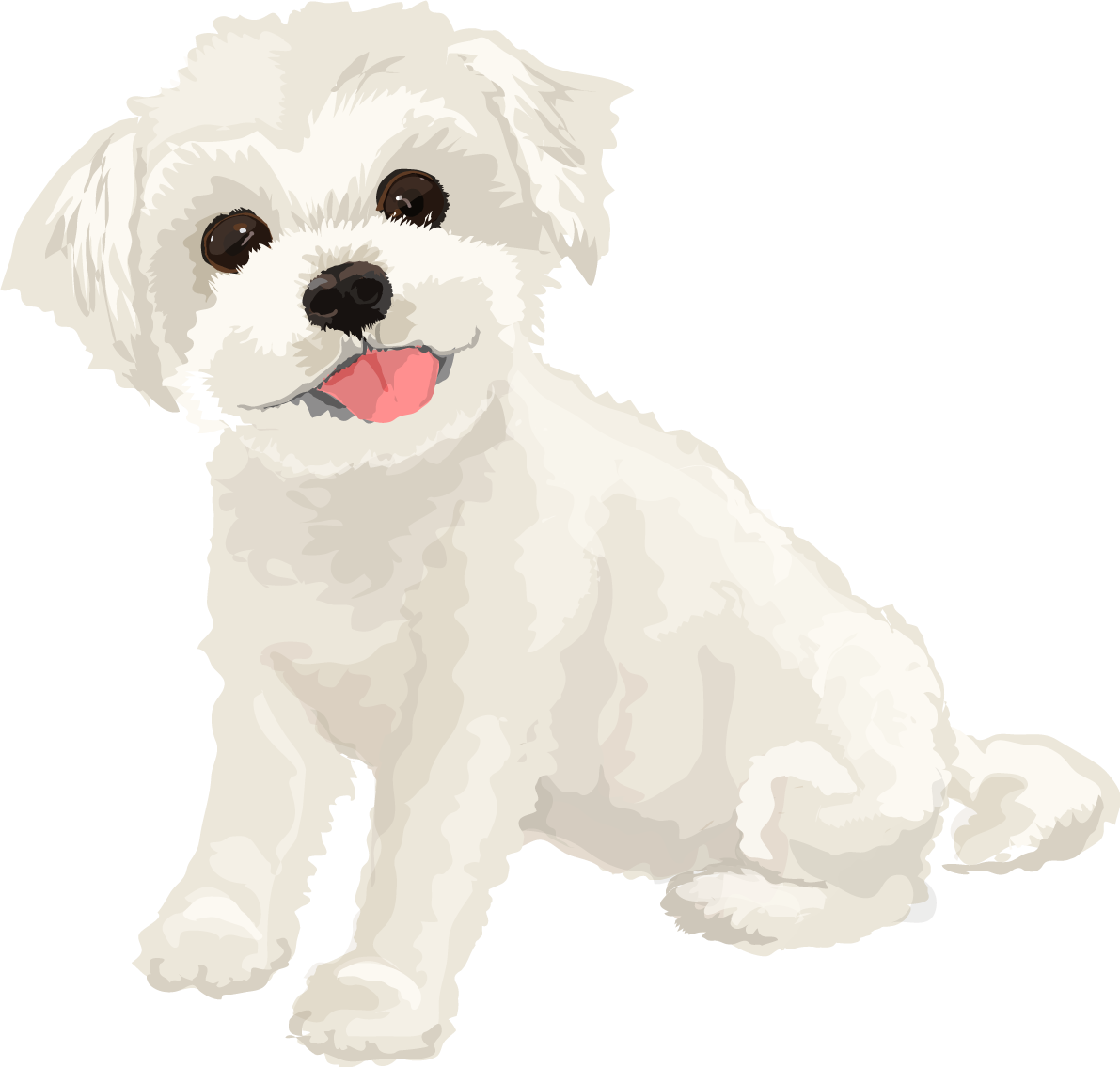 マルチーズのリアルな犬の無料イラスト68135に写真・文字を入れる