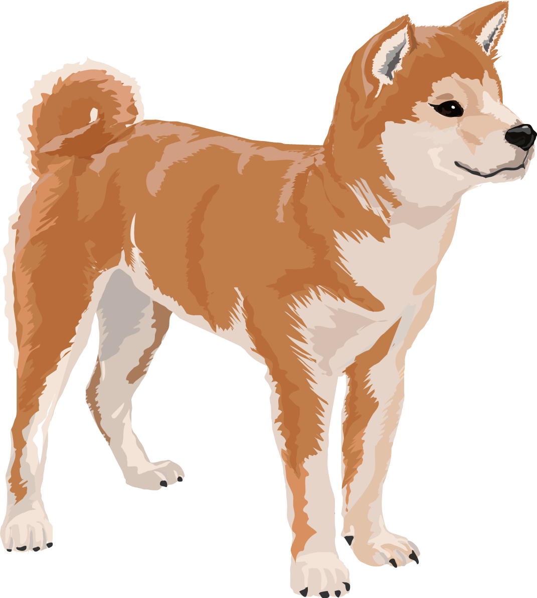 柴犬のリアルな犬の無料イラスト68155に写真・文字を入れる