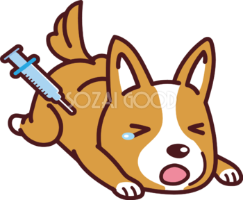 コーギーが予防接種 かわいい犬の無料イラスト69010
