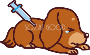 ミニチュア・ダックスフンドが予防接種 かわいい犬の無料イラスト69391