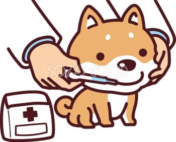 柴犬が薬を飲む かわいい犬の無料イラスト69923