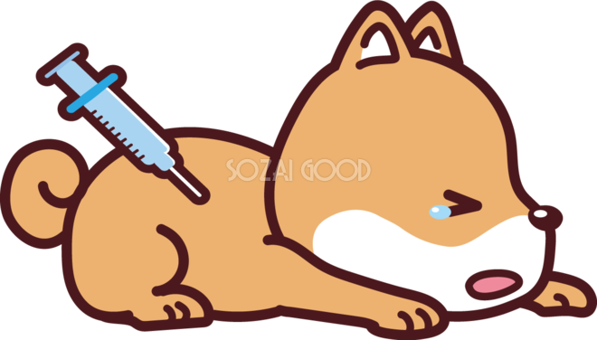 柴犬が予防接種 かわいい犬の無料イラスト 素材good