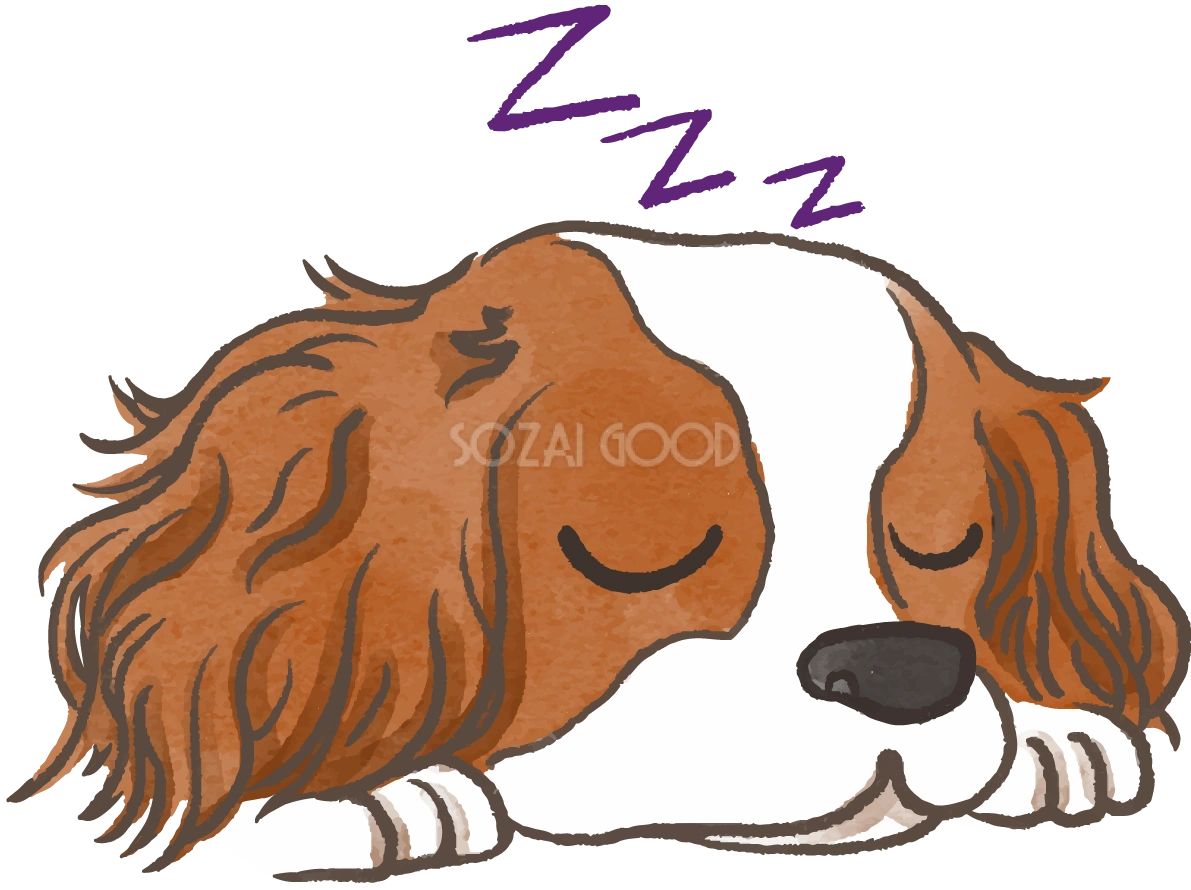 キャバリア(寝顔)かわいい犬の無料イラスト69955