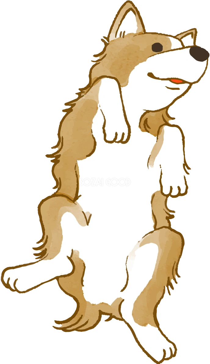 コーギー(お腹を見せる)かわいい犬の無料イラスト69959
