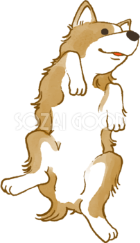 コーギー(お腹を見せる)かわいい犬の無料イラスト69959