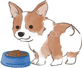 コーギー(ご飯を食べる)かわいい犬の無料イラスト69963