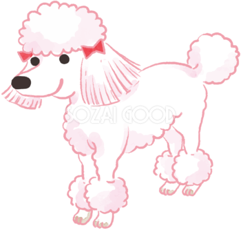 トイプードル(おしゃれカット)かわいい犬の無料イラスト70011