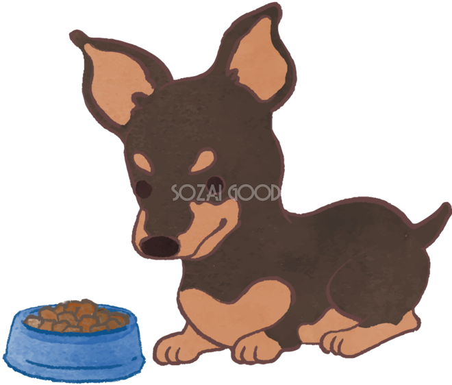 ピンシャー子犬 ご飯を食べる かわいい犬の無料イラスト 素材good
