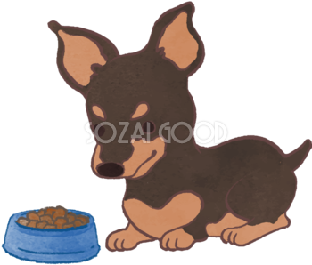 ピンシャー子犬(ご飯を食べる)かわいい犬の無料イラスト70035