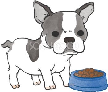 フレンチブルドック(ご飯を食べる)かわいい犬の無料イラスト70039