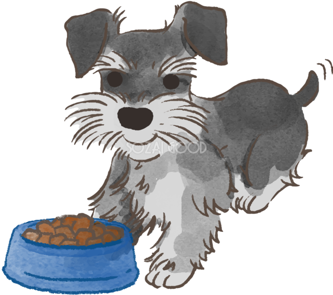 ミニチュアシュナウザー ご飯を食べる かわいい犬の無料イラスト 素材good