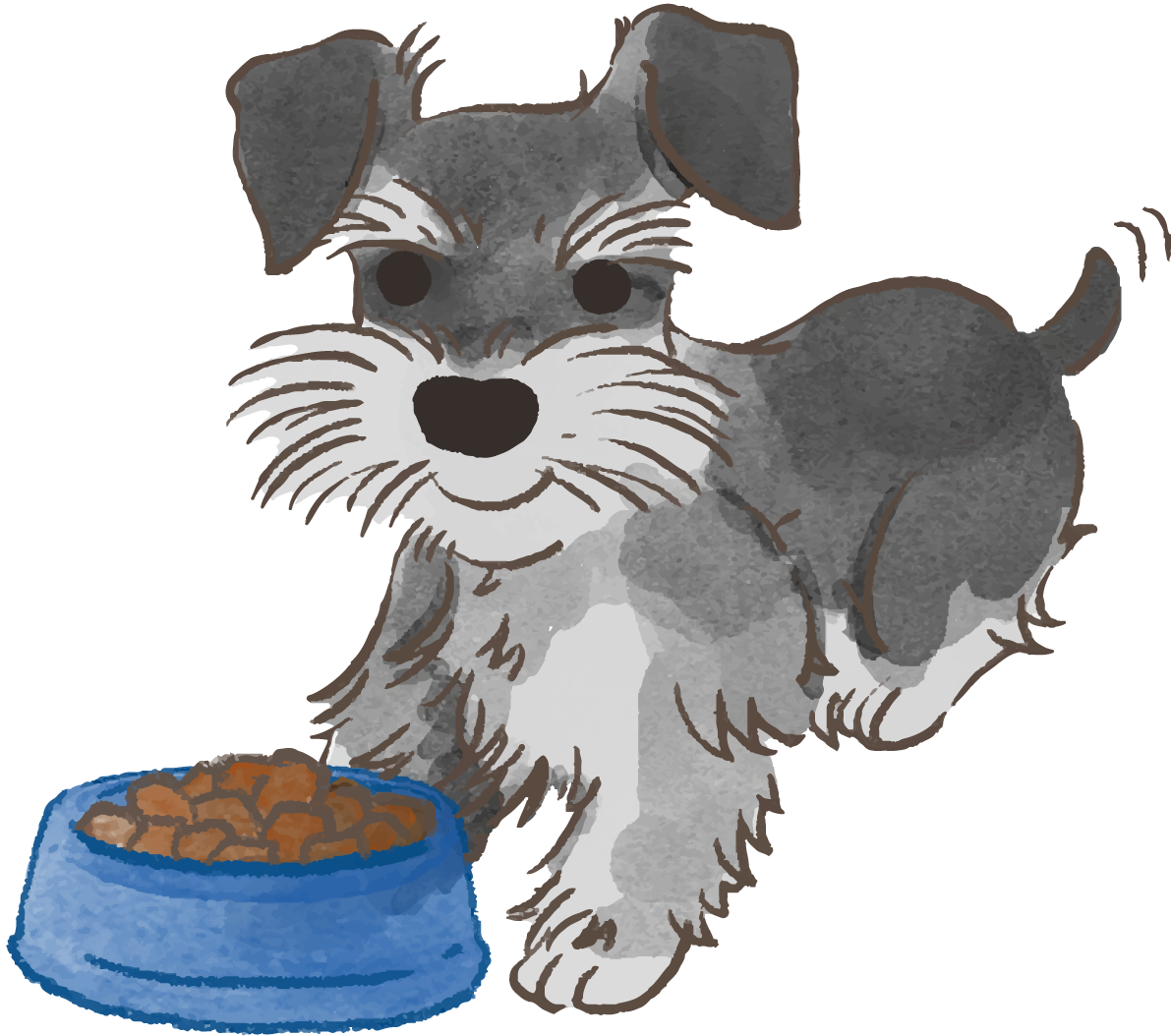 ミニチュアシュナウザー(ご飯を食べる)かわいい犬の無料イラスト70059に写真・文字を入れる