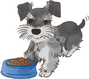 ミニチュアシュナウザー(ご飯を食べる)かわいい犬の無料イラスト70059