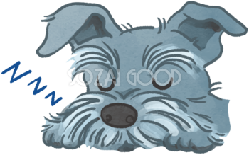 ミニチュアシュナウザー(寝顔)かわいい犬の無料イラスト70075