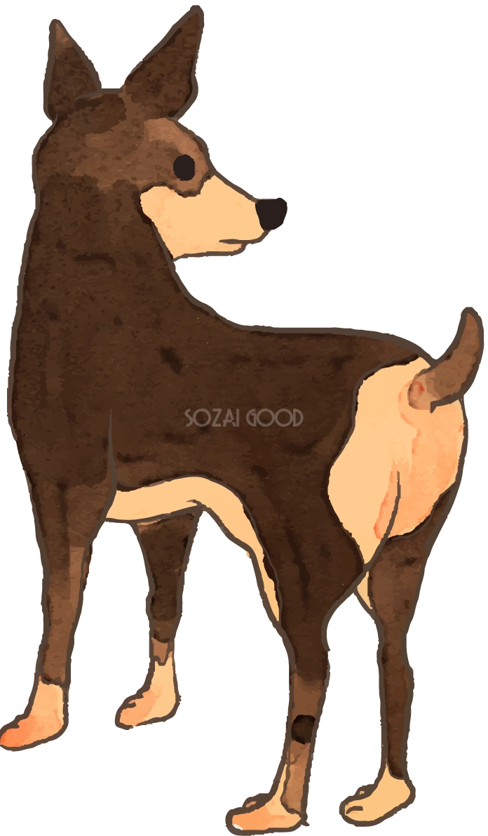 ミニチュアピンシャー(後ろ姿)かわいい犬の無料イラスト70087