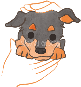 ミニチュアピンシャー(抱っこされた)かわいい犬の無料イラスト70096