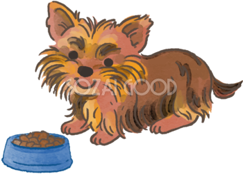 ヨークシャテリア(ご飯を食べる)かわいい犬の無料イラスト70104