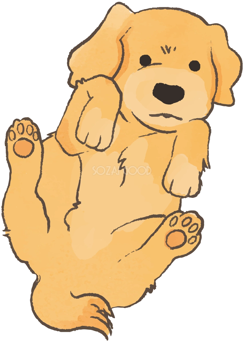 レトリバー(お腹を見せる)かわいい犬の無料イラスト70116