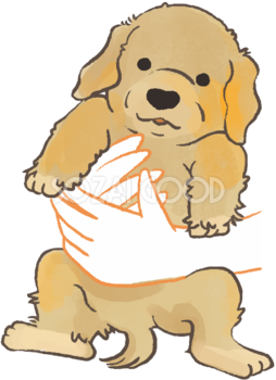 レトリバー子犬(抱っこされる)かわいい犬の無料イラスト70120