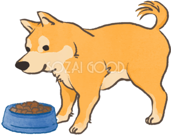 柴犬(ご飯食べる)かわいい犬の無料イラスト70132