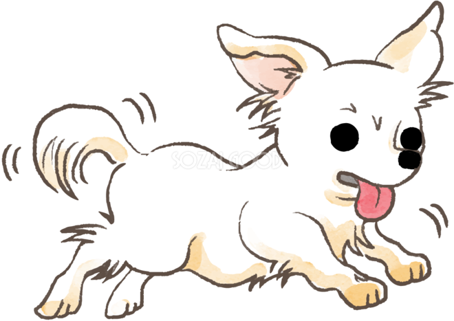 チワワ 走る かわいい犬の無料イラスト 素材good