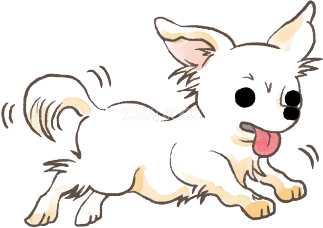 チワワ 走る かわいい犬の無料イラスト70293 素材good