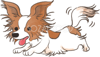 パピヨン(走る)かわいい犬の無料イラスト70317