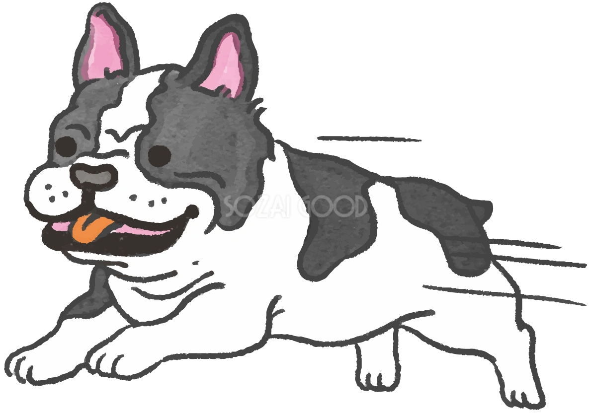 フレンチブルドック(走る)かわいい犬の無料イラスト70345