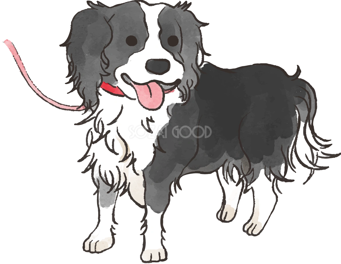 ボーダーコリー(散歩する)かわいい犬の無料イラスト70353