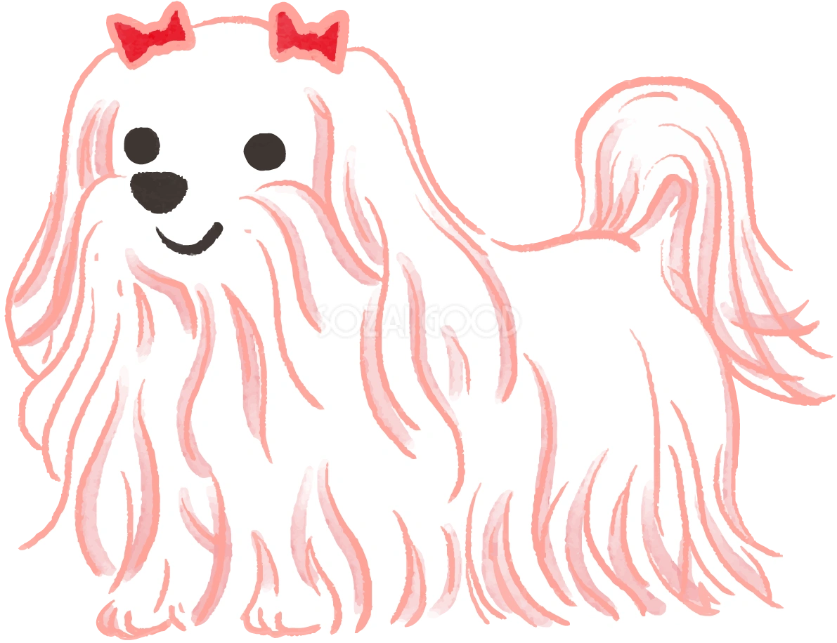 マルチーズ(赤いリボンの毛が長い)かわいい犬の無料イラスト70385