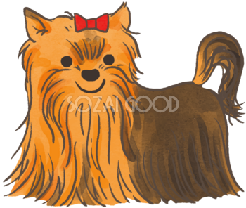 ヨークシャテリア(赤いリボンの毛が長い)かわいい犬の無料イラスト70426