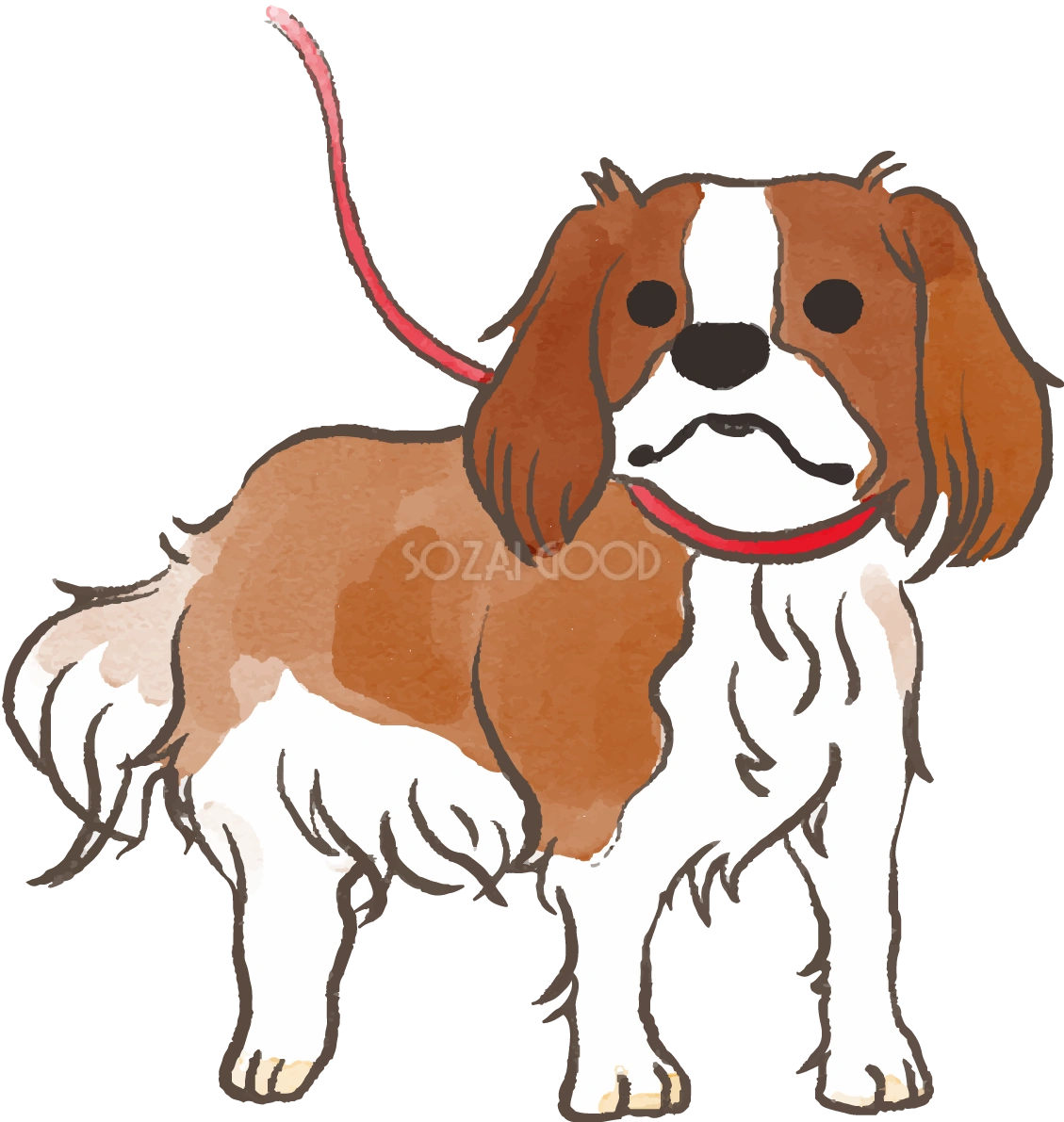 キャバリア(散歩する)かわいい犬の無料イラスト70450