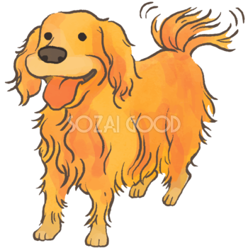 ゴールデンレトリバー(尻尾を振る)かわいい犬の無料イラスト70479