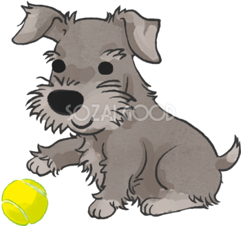 シュナウザー(ボールで遊ぶ)かわいい犬の無料イラスト70495