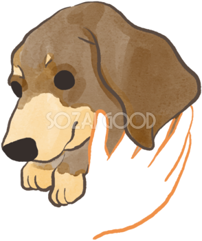 ダックスフンド(抱っこされた)かわいい犬の無料イラスト70503
