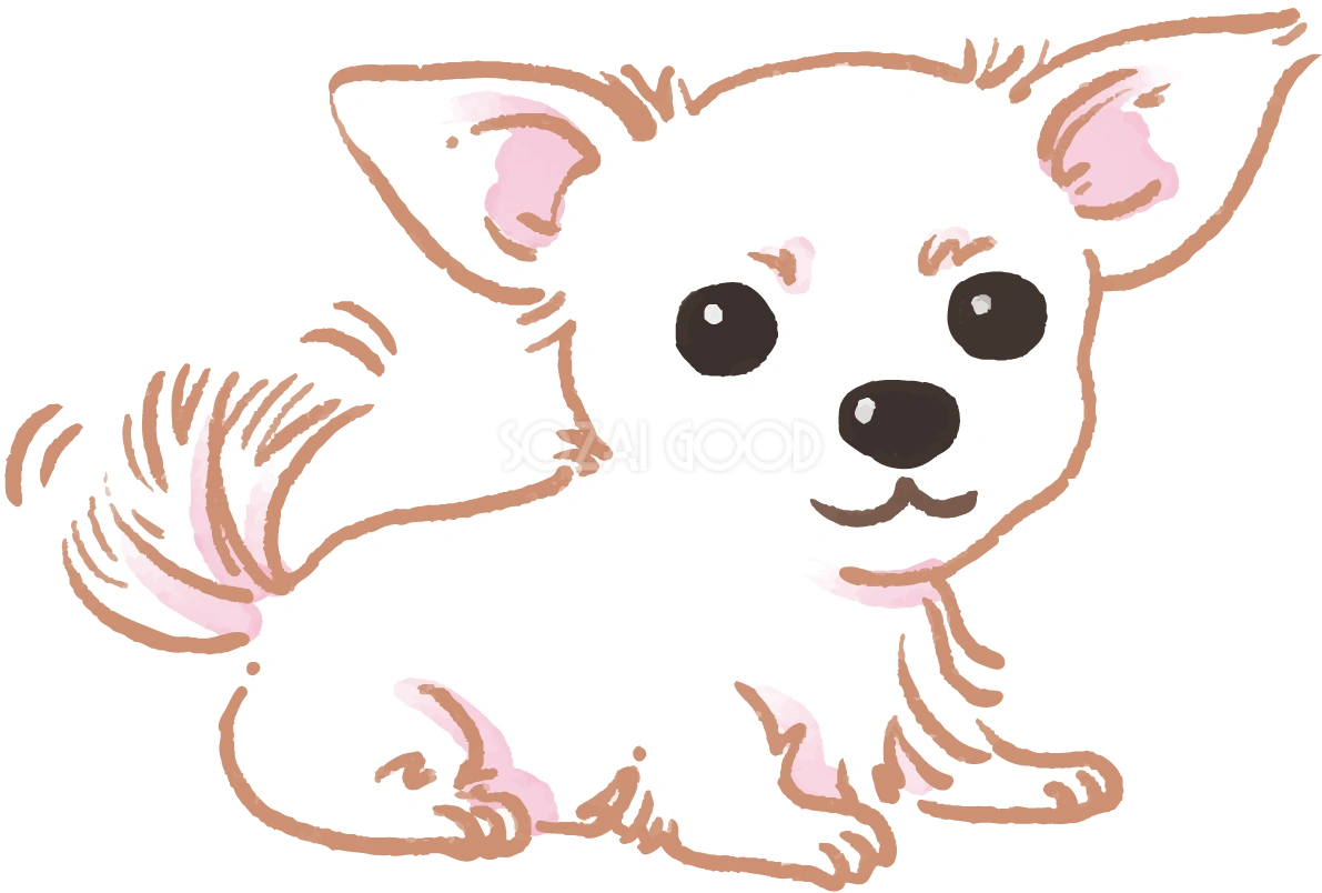 チワワ(尻尾を振る)かわいい犬の無料イラスト70515