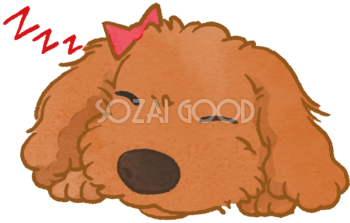 トイプードル(寝顔)かわいい犬の無料イラスト70535