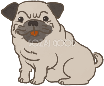 パグ(ニッコリ笑う)かわいい犬の無料イラスト70547